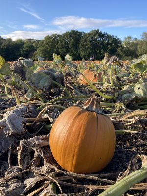 5 Ways Pagan Celebrations Became Halloween